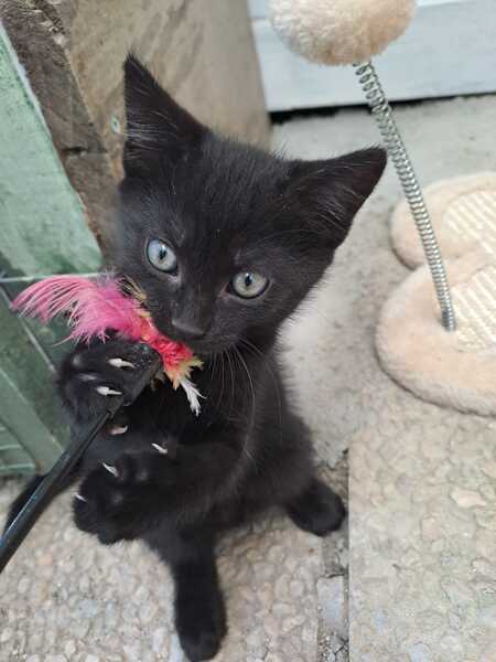 Adopter BRIGITTE