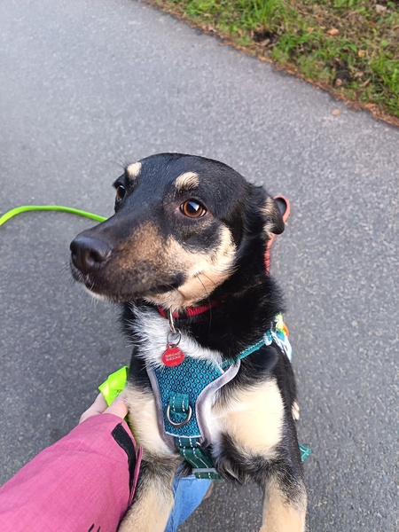 Adopter Kelina
