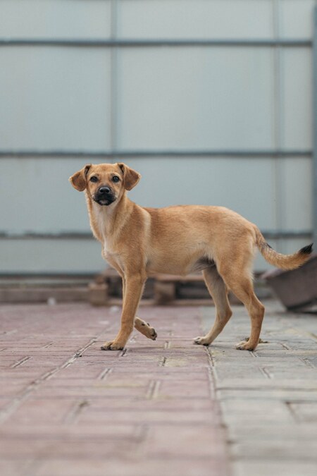Adopter Melba