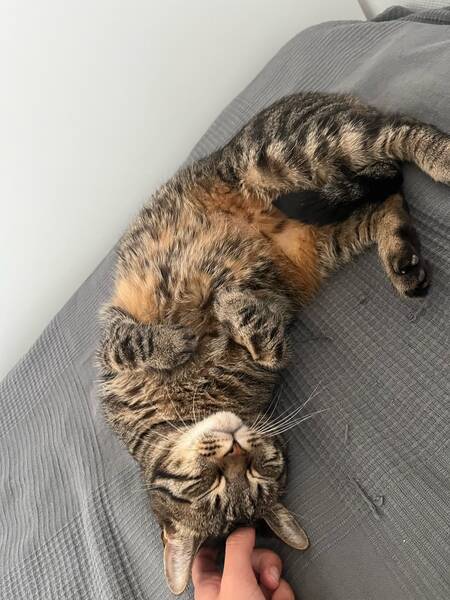 Adopter Leon