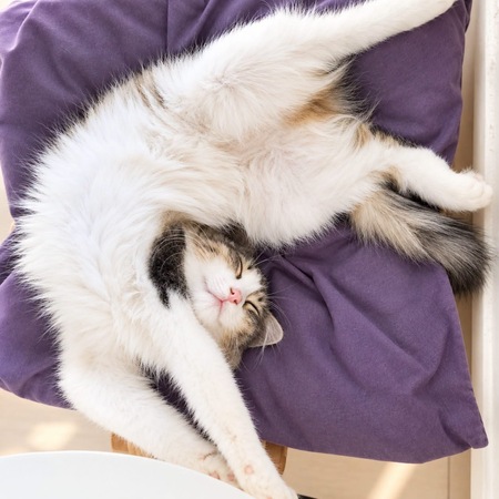 Adopter Plume