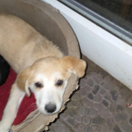 Adopter Scarlett