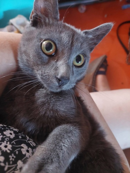 Adopter Grizzy