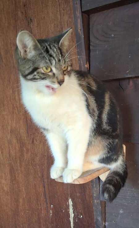 Adopter Frimousse 