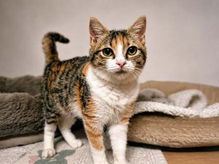 Adopter Beverly