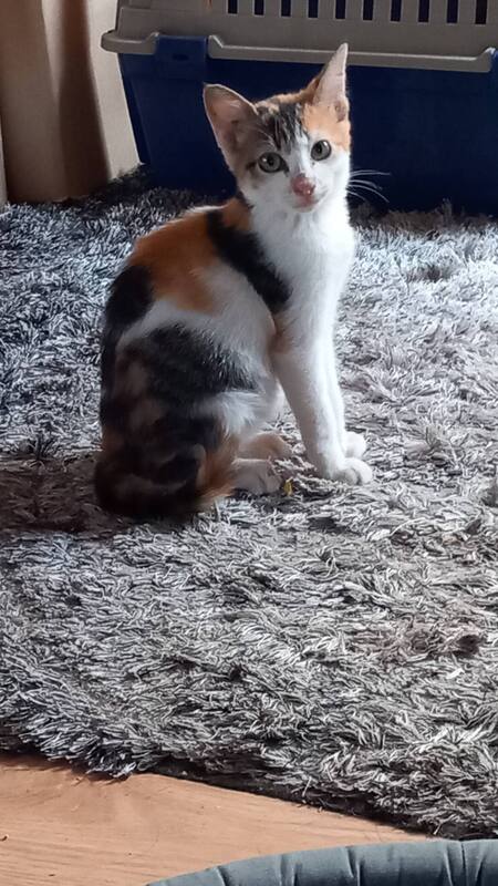 Adopter LOTUS