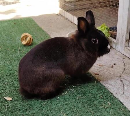 Adopter Fleur