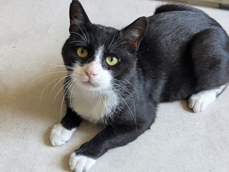 Adopter TENOR