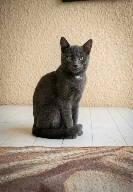 Adopter Bobby