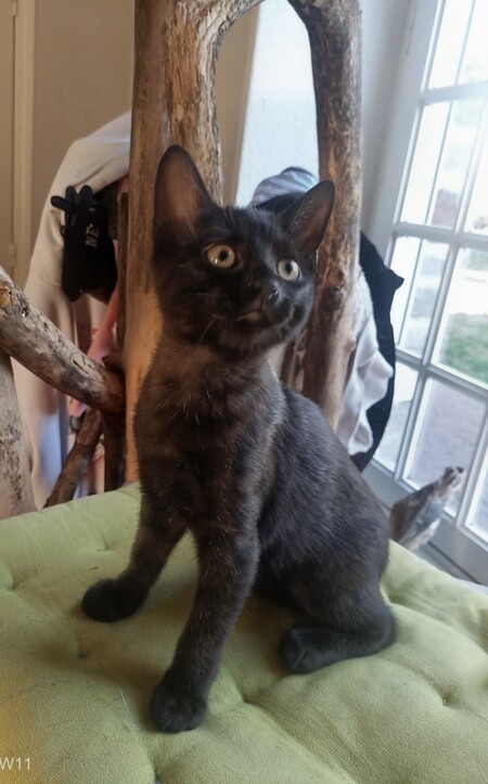 Adopter Beauté