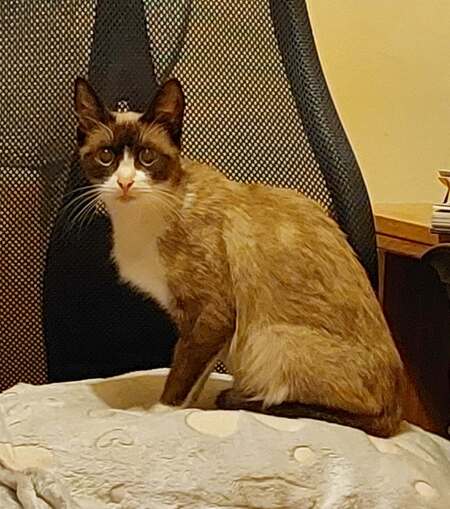 Adopter Calipso