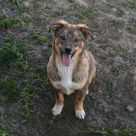 Adopter Ernesto