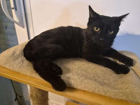 Adopter Boston