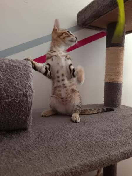 Adopter Savanna