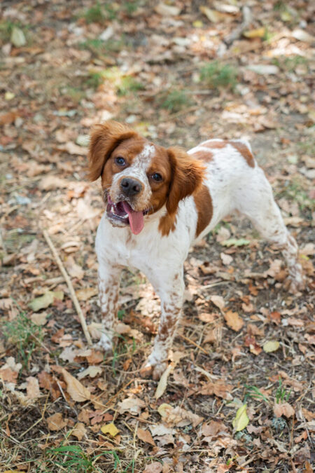 Adopter Pequeno