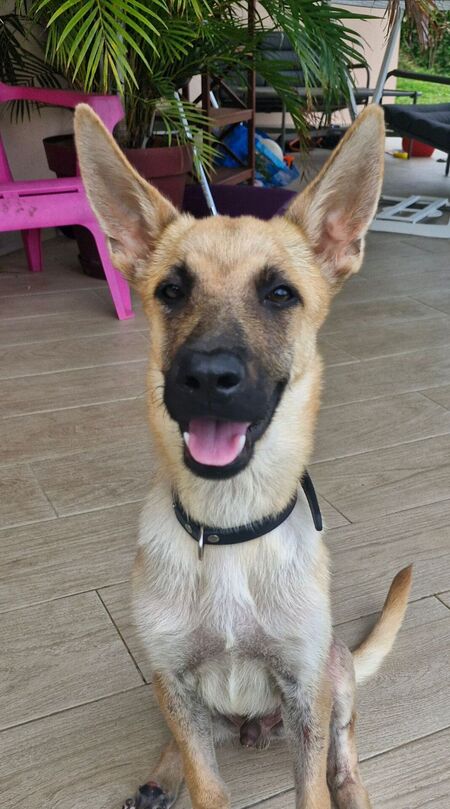 Adopter Ulysse