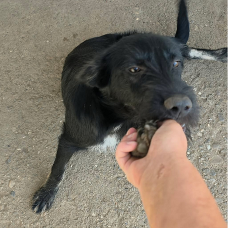 Adopter Karla