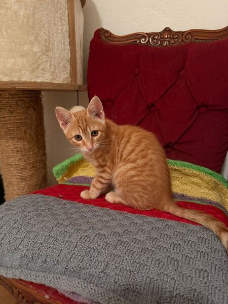 Adopter BRIDGET et ARCHIBALD