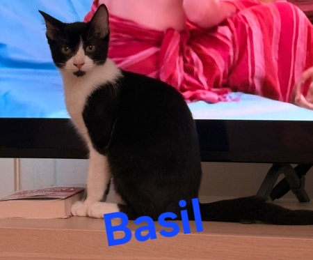 Adopter Basil