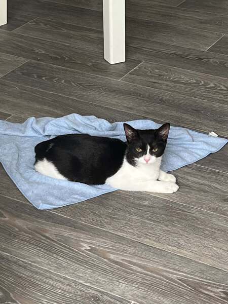 Adopter BULLE
