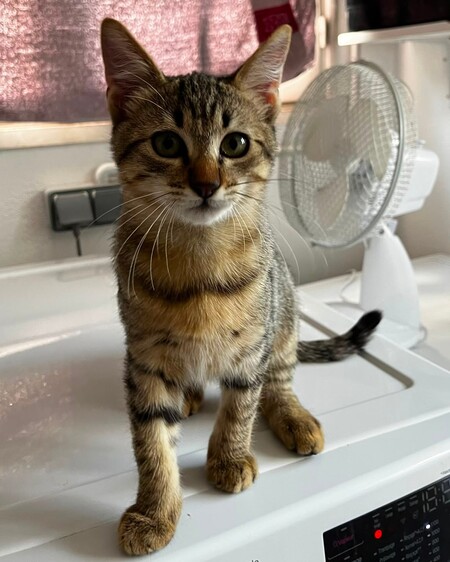 Adopter BABOU