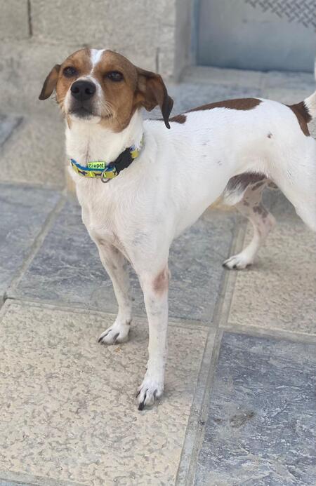 Adopter Chirimoyo