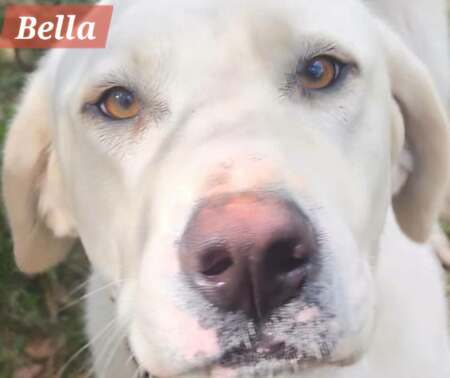 Adopter Bella
