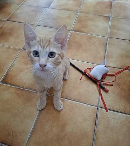 Adopter BILLY