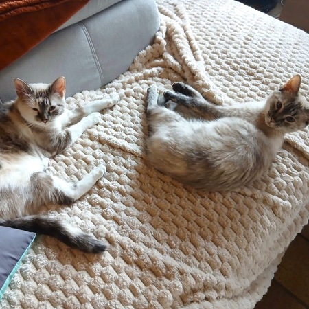 Adopter Mochi et Squishy