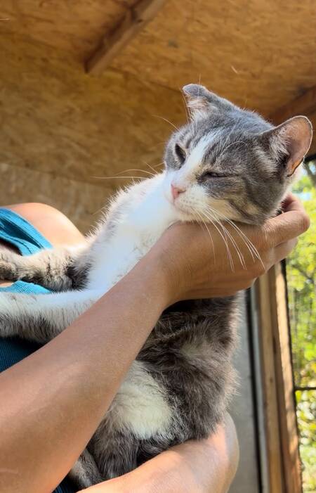 Adopter Heart