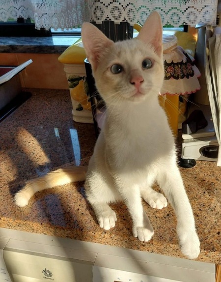 Adopter Fernandito Duo Tinito