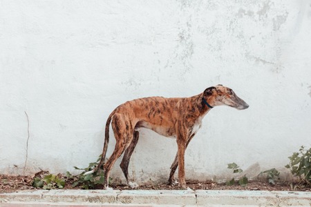 Adopter Juqueton