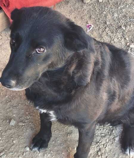 Adopter ANIELKA