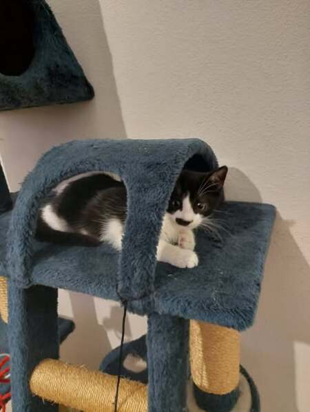 Adopter Briska