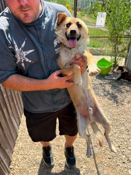 Adopter Pyrite