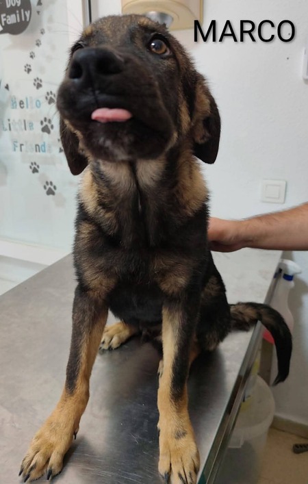 Adopter Marco