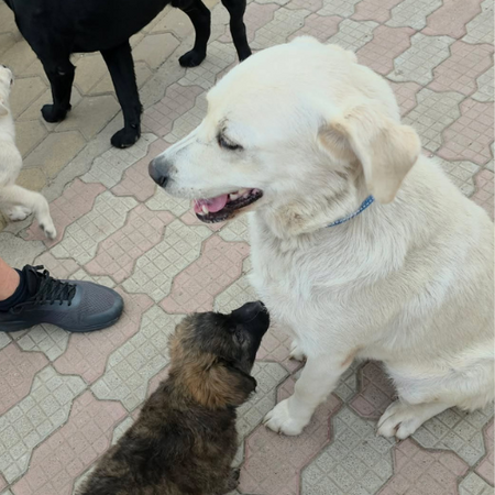 Adopter BELLA
