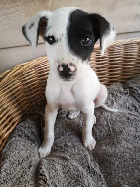 Adopter Kéa