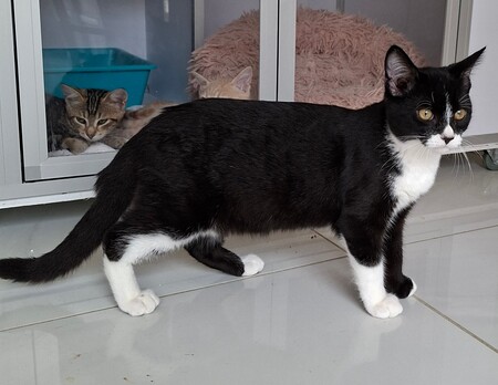 Adopter BAGNARD