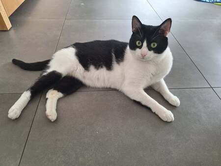 Adopter Oréo