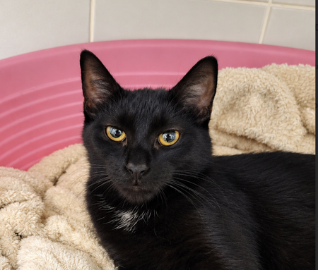 Adopter Boo