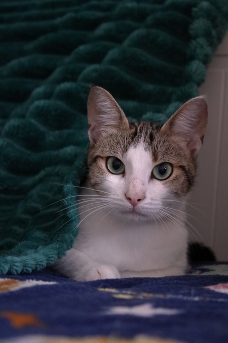 Adopter Appi