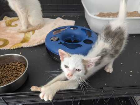 Adopter Bill