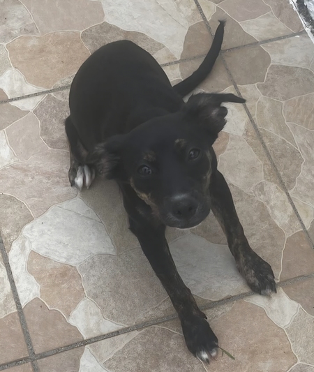 Adopter Tylia