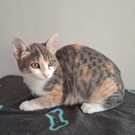 Adopter Betsi