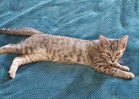 Adopter Bella