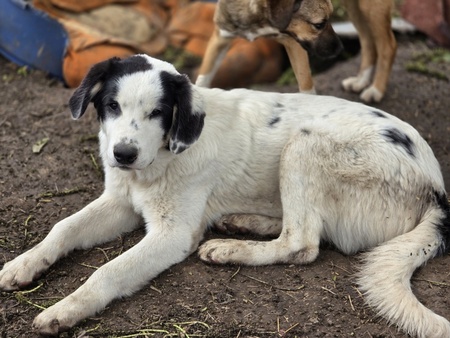 Adopter Yanos