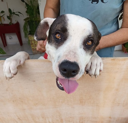 Adopter Tommy