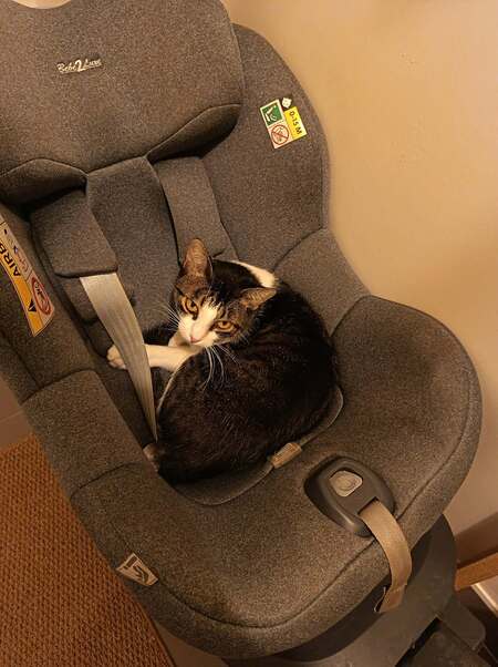 Adopter Mila