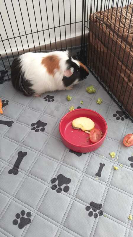 Adopter Zes